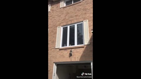 Funny animals - Funny cats @4