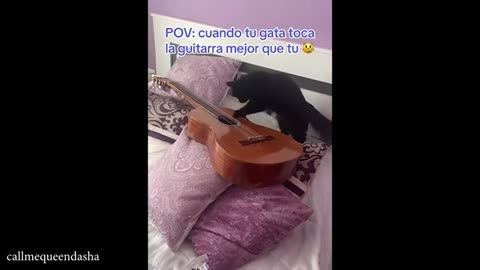 ver Dramatic Cats Who Deserve An Oscar 😂 Best Funny Cat Videos 2025