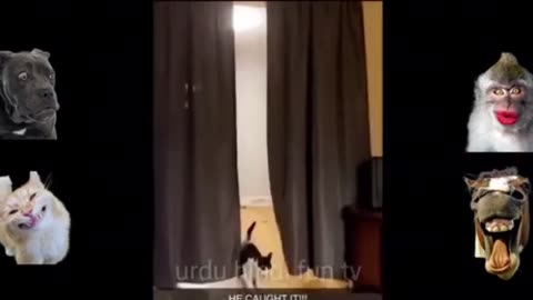 Funny animals 😂💔