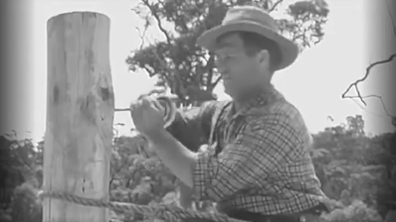 Whiplash Full - The Magic Wire