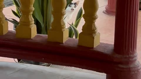 Mustachioed Cat Caught Peeking