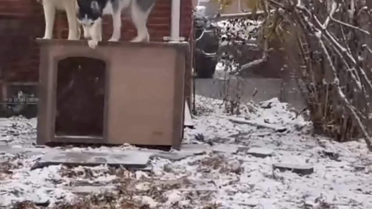 Husky - If Dogs Had Inner Monologues #dog #funny #shorts #funnyvideo