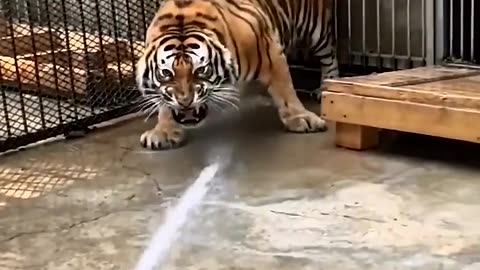 🐅 A Unique Way to Bathe a Tiger! 🛁