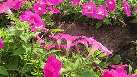 30 Minutes of Petunias and Super-Tunias