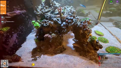 24/7 Real Live Reef Stream