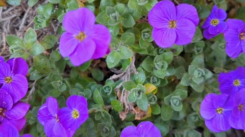 Rock cress