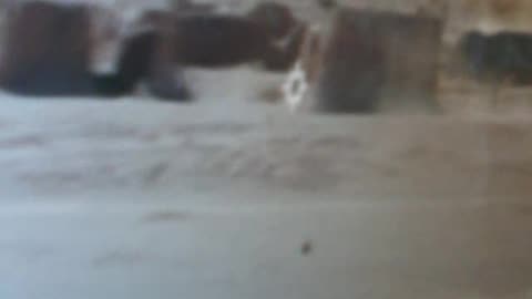 Intense Firefight: U.S. Troops Engage Taliban with MK-19 & M240B in Afghanistan – Combat Footage