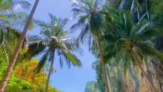 Tropisches Paradies Strand mit Palmen und türkisblauem Wasser