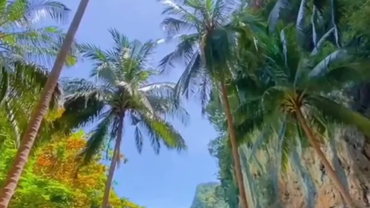 Tropisches Paradies Strand mit Palmen und türkisblauem Wasser