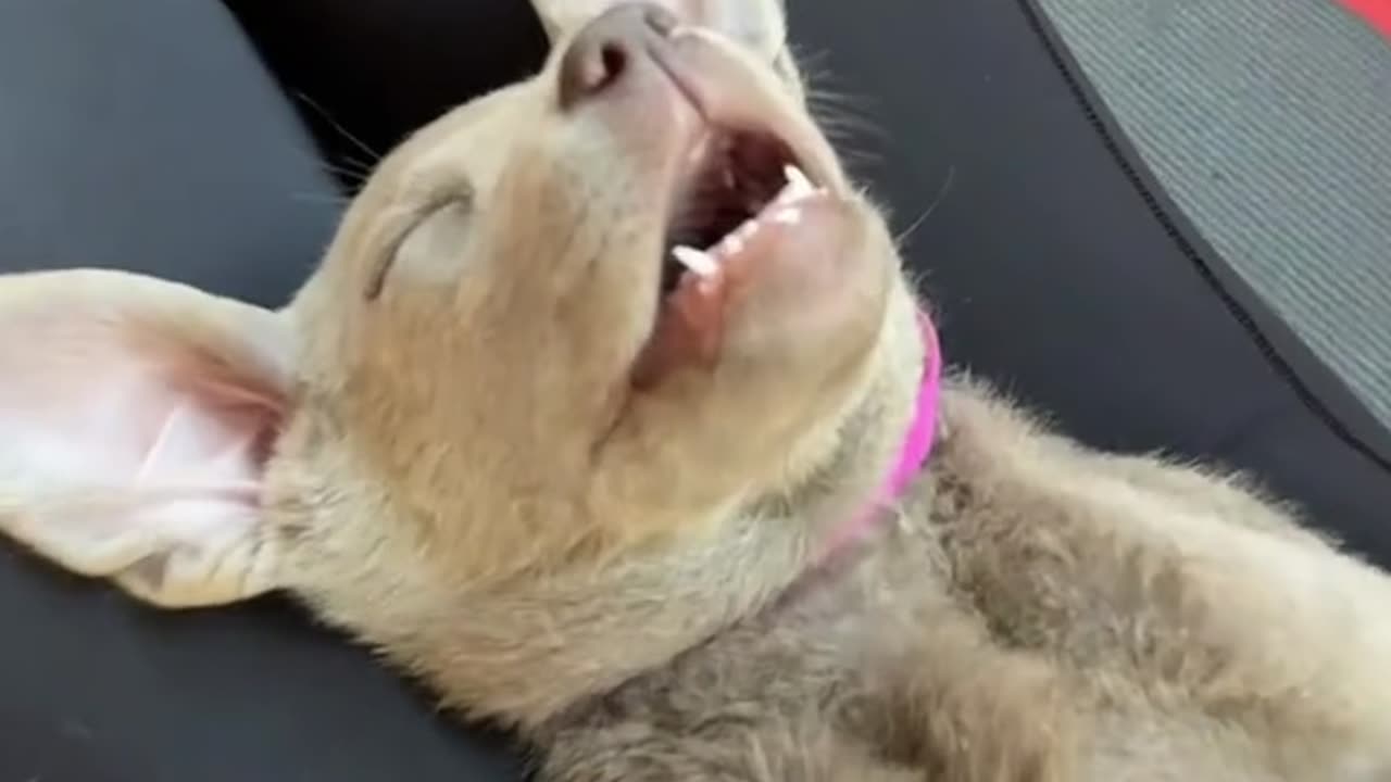 Look at THIS puppy we met today during puppy yoga...