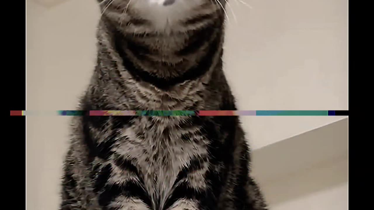 Cute pet debut plan 😺