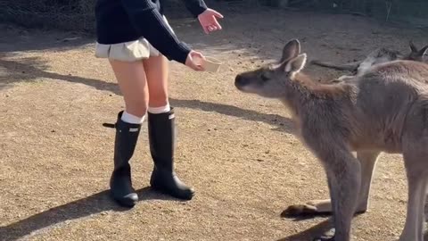 Kangaroo diaries only in Australia 🇦🇺