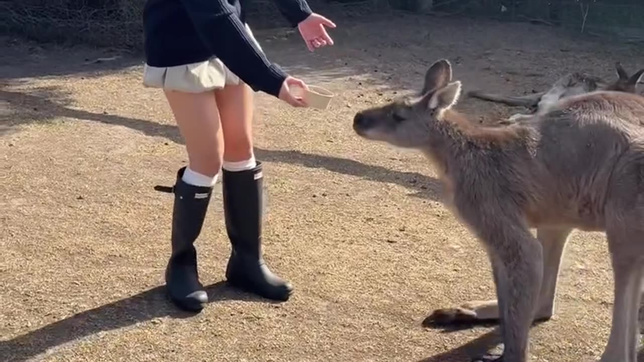 Kangaroo diaries only in Australia 🇦🇺