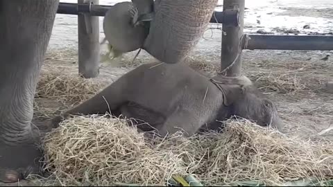 The Memory of an Elephant 🐘