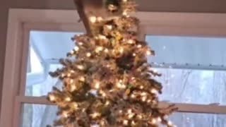 Carol of the Raving Bellz?