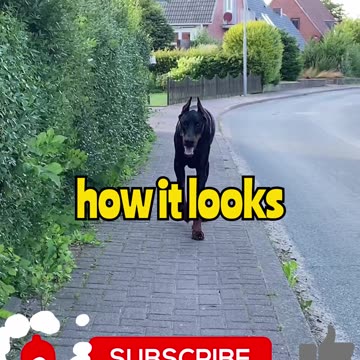 My dog in the day vs when the demons come out 😨🐶