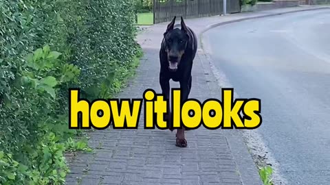 My dog in the day vs when the demons come out 😨🐶