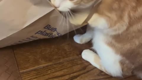 Orange Kitten Wears Bag Necklace