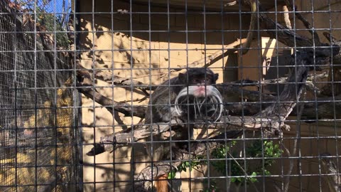 Lagos Zoo (Algarve, Portugal) 20