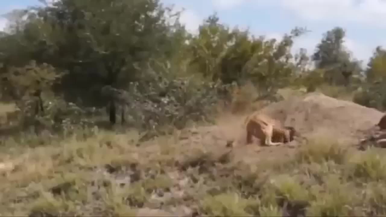 Wild Dangerous Lions