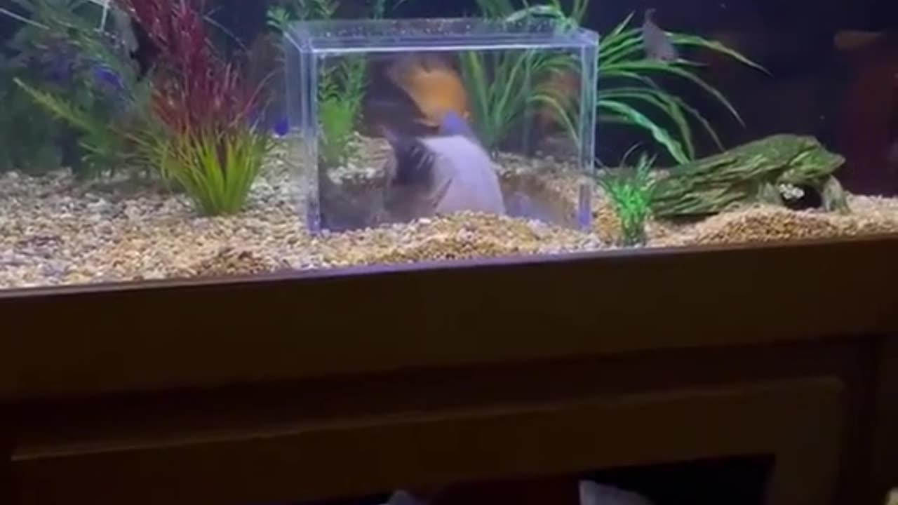 😍😍😘🔥 😍💦 FUNNY Animals and pet's💕😘 😘🔥 💕😘 😍💦 💦