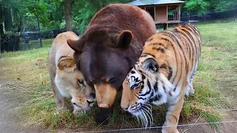 Animals Becoming Best Friends in the World 😍 🤣 Funny ANIMALS Life