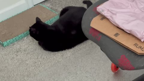 Cute Precious Piper Can Not Use Her Office Chair - Adopting a Cat from a Shelter Vlog