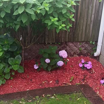 Hydrangea flowers and tree