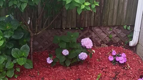 Hydrangea flowers and tree