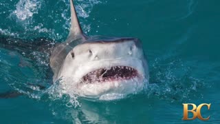U.S. tourist attacked by a shark while spearfishing in the Bahamas
