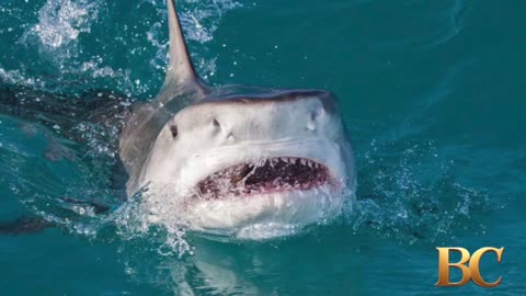 U.S. tourist attacked by a shark while spearfishing in the Bahamas