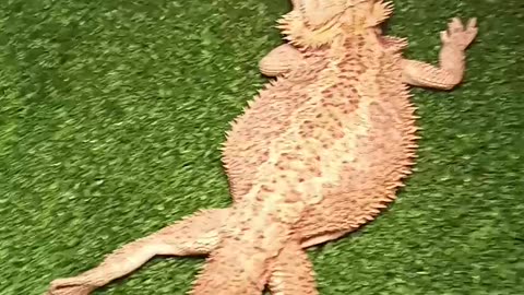 Is It Basking If There's A Log? Also, Legs!