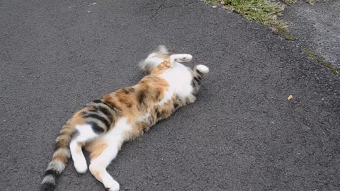 Sheeba On The Road Again