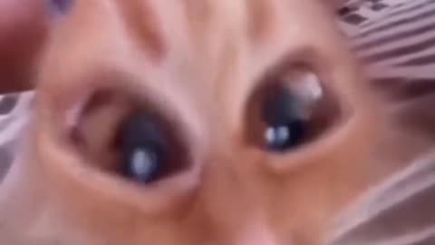 😂😹 Don't Laugh Challenge: Pet Edition 🐶🐾