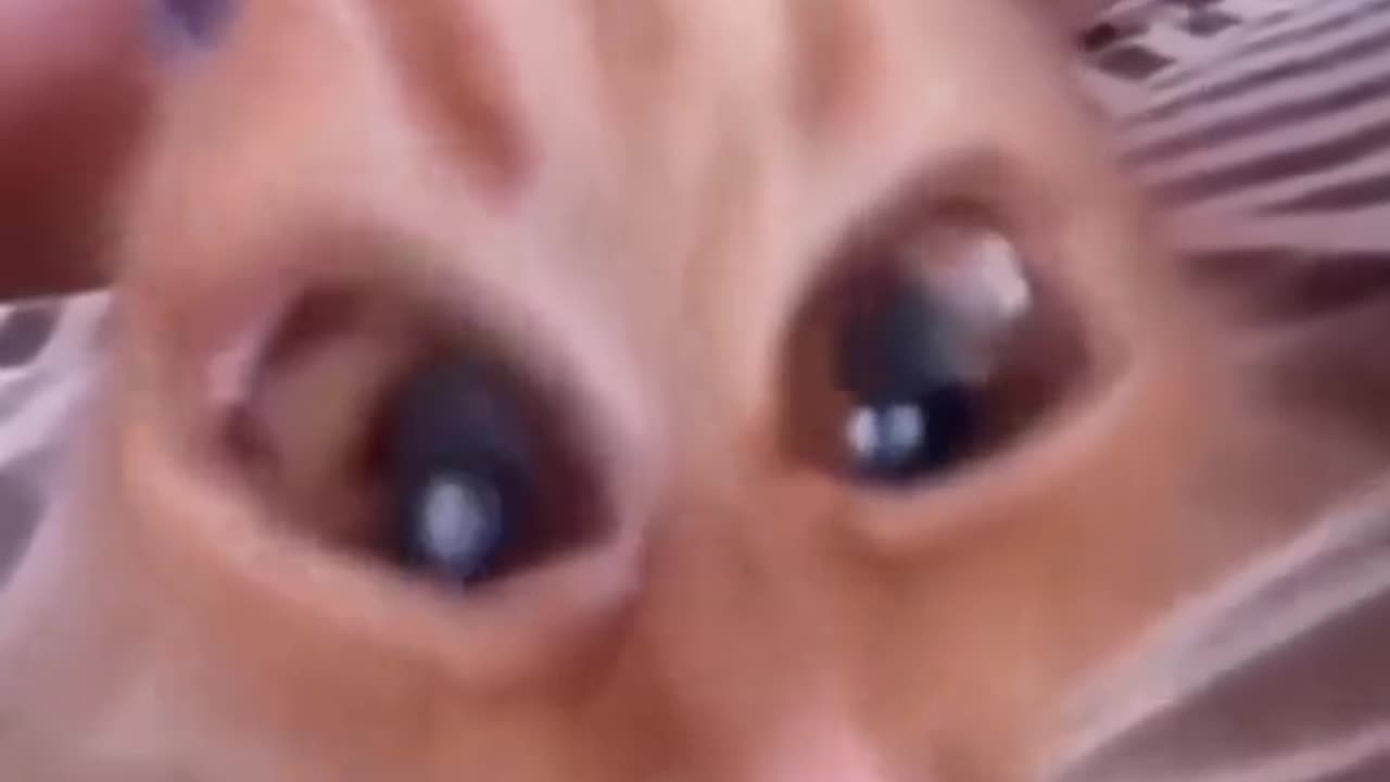 😂😹 Don't Laugh Challenge: Pet Edition 🐶🐾