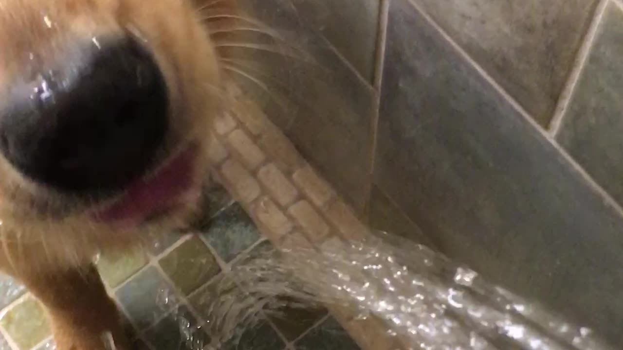 Difference Between My Golden Retriever and German Shepherd