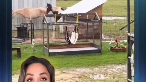 Her Horses Glitched in Real Life