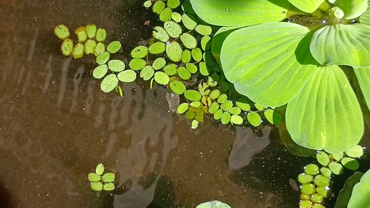 6.3.2025 From the Pond