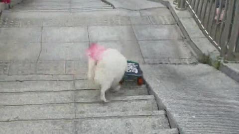 The dog made two mistakes while skateboarding.
