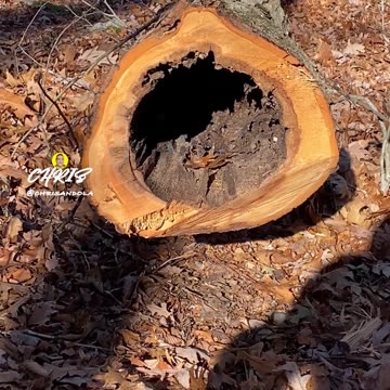 THINK ANYTHING LIVES HERE?