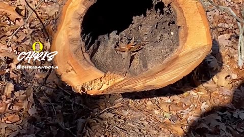 THINK ANYTHING LIVES HERE?