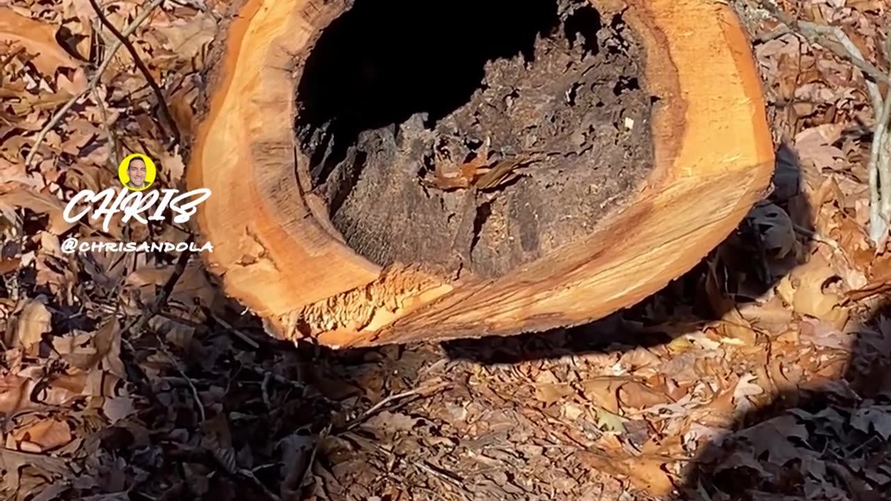 THINK ANYTHING LIVES HERE?