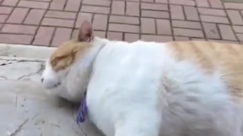 Funny Animal