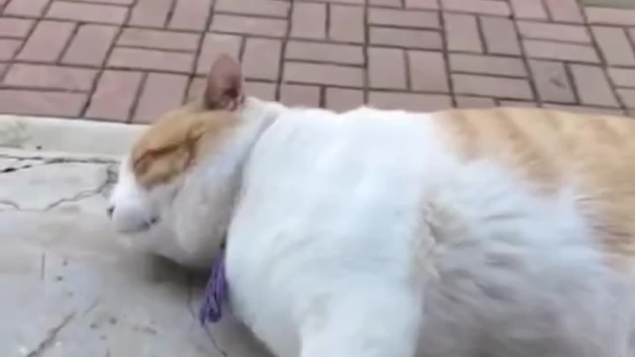 Funny Animal