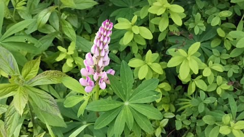 Lupine