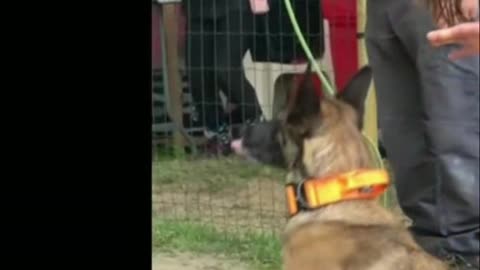 This dog is NOT a pet?! Watch Until The End!