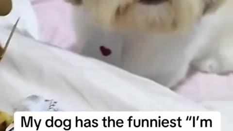 Littels Dog's Comedy Videos 🤣 so cute videos 😍 funny videos 🤣 so much for watching this video 🤣