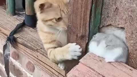 If you are watching this video, know that God has made you the guardian angel of a hungry cat.