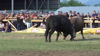 Brizan od Pejzića vs Balkanac od Dubice Ciljuge 2025