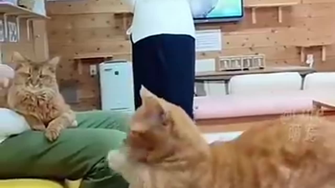 Viral video | #funny
